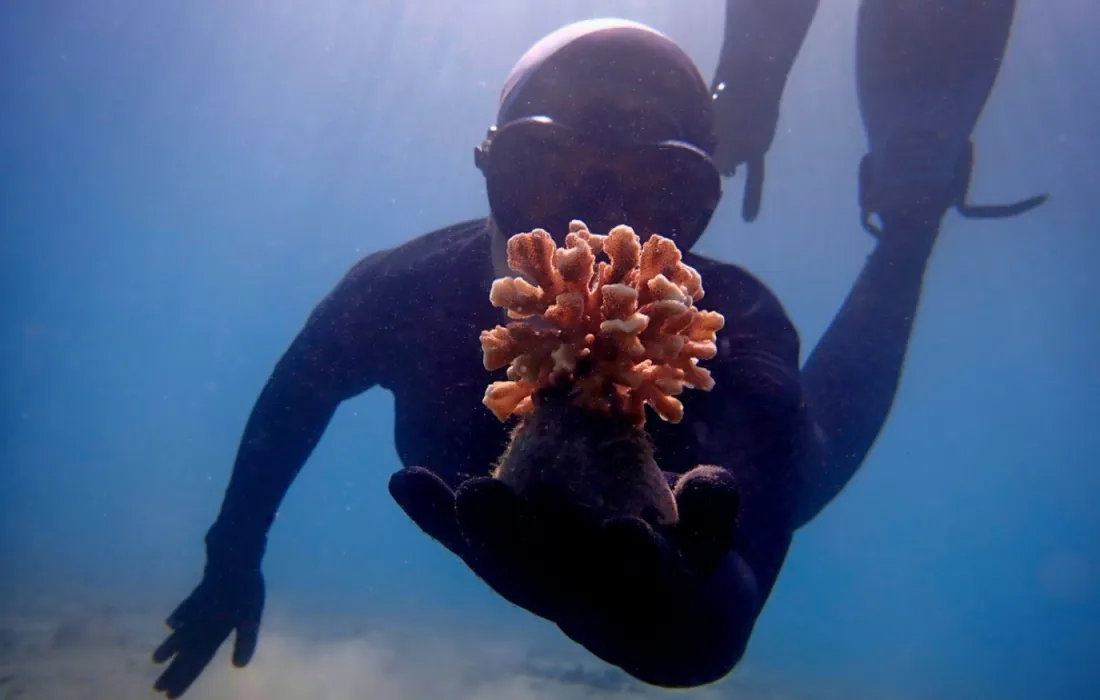 Restauración coralina en el Pacífico colombiano un esfuerzo conjunto de la Javeriana Cali y Univalle